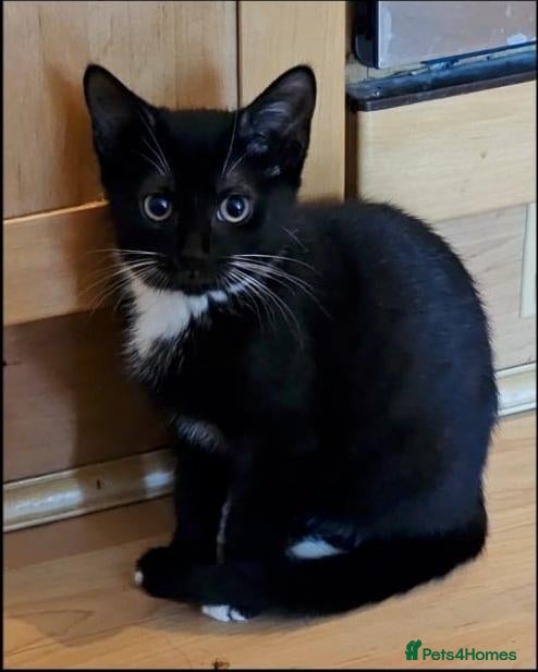 Mixed Breed cats Tuxedo girl Tipsie Toes is looking for a home - Advert 5