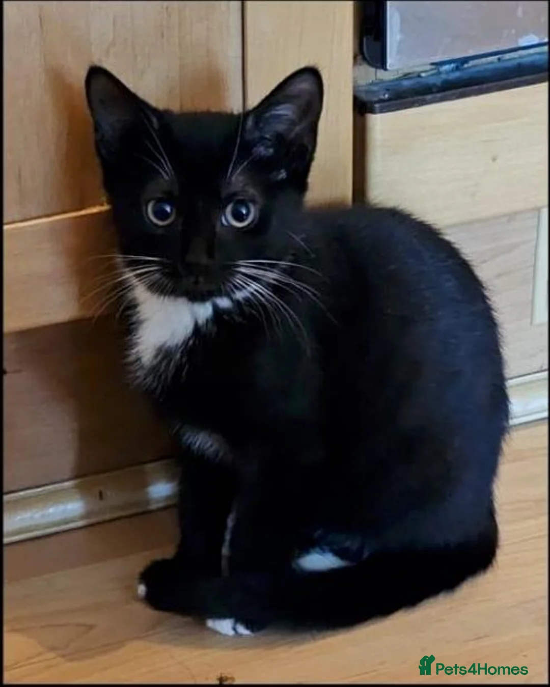 Mixed Breed cats for adoption: Tuxedo girl Tipsie Toes is looking for a home in Hook - Advert 1