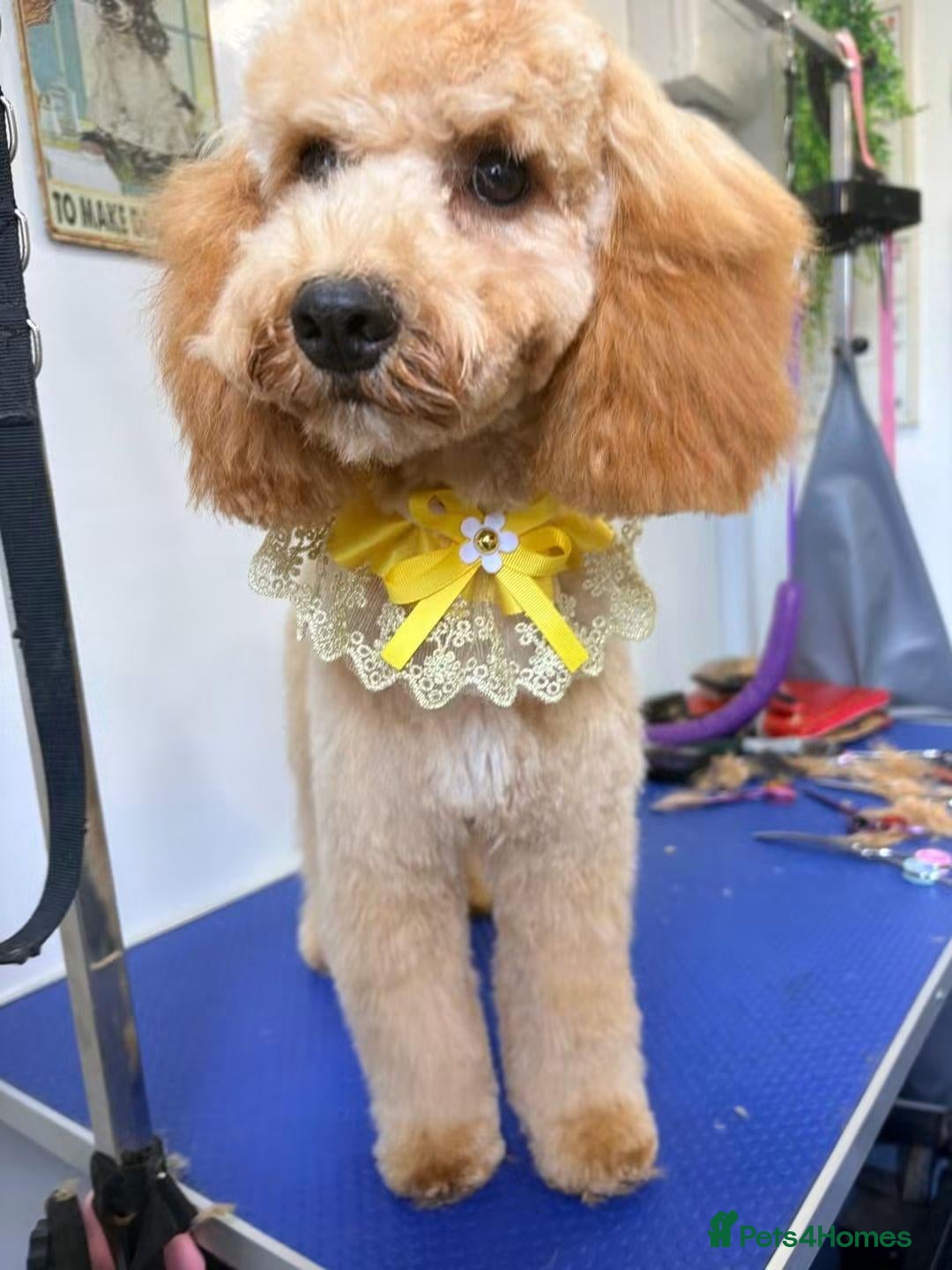 Cockapoo dogs Honey cockapoo female  - Advert 1
