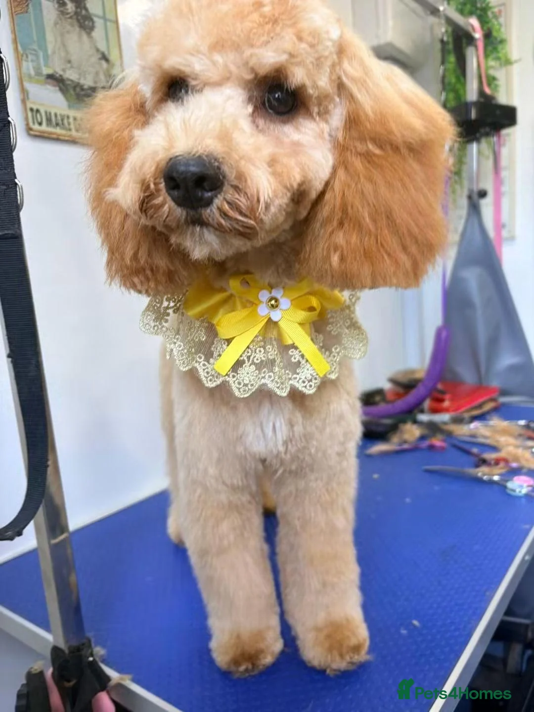 Cockapoo dogs for sale: Honey cockapoo female  - Advert 1