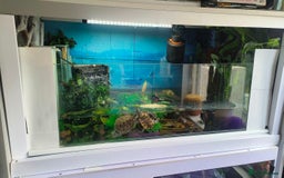 Terrapin reptiles for sale: Pair Mississippi Map Turtle  - Image 5