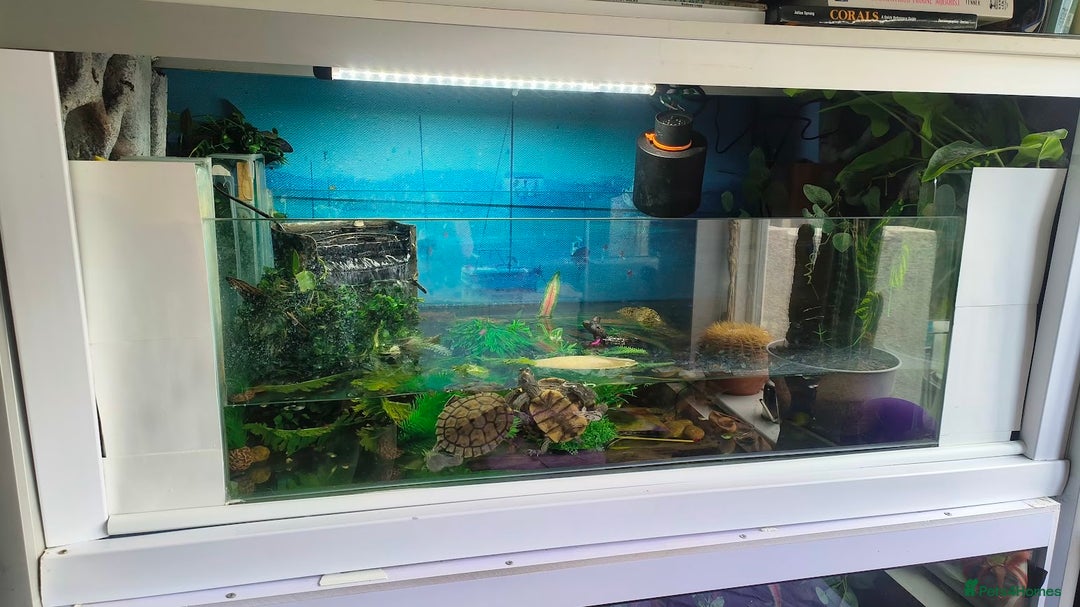 Terrapin reptiles for sale: Pair Mississippi Map Turtle  - Image 5