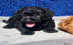 Toy Poodle dogs for sale: STUNNING TOY POODLES KC REG HEALTH TESTED  - Image 15