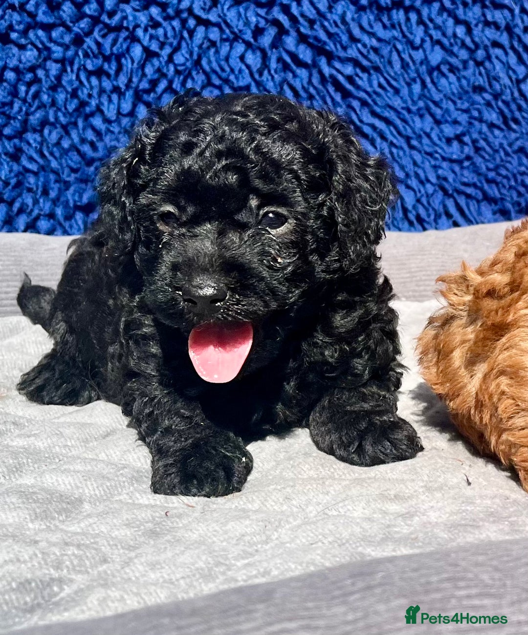 Toy Poodle dogs for sale: STUNNING TOY POODLES KC REG HEALTH TESTED  - Image 15