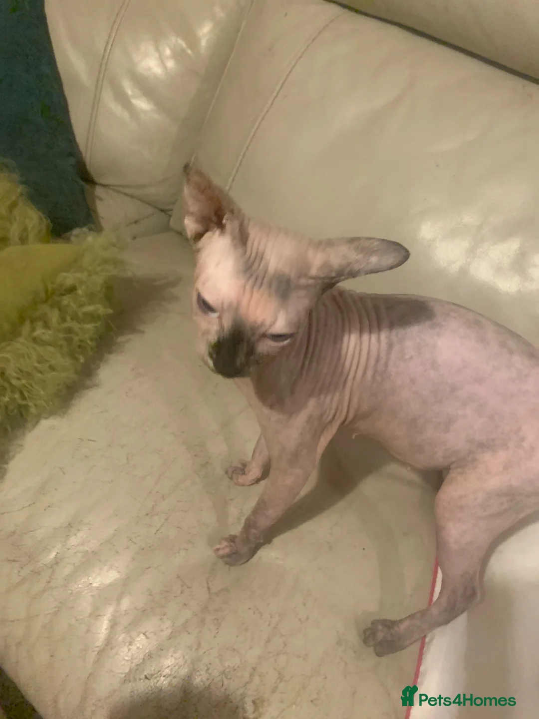 Sphynx cats for sale: 2 boys and 1 female sphynx kittens.  - Advert 8