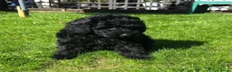 Labradoodle dogs for sale: READY NOW! Mini Labradoodles Health tested parents in Leicester - Advert 16