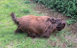 Sprocker dogs for stud: Dexter Sprocker - Image 16