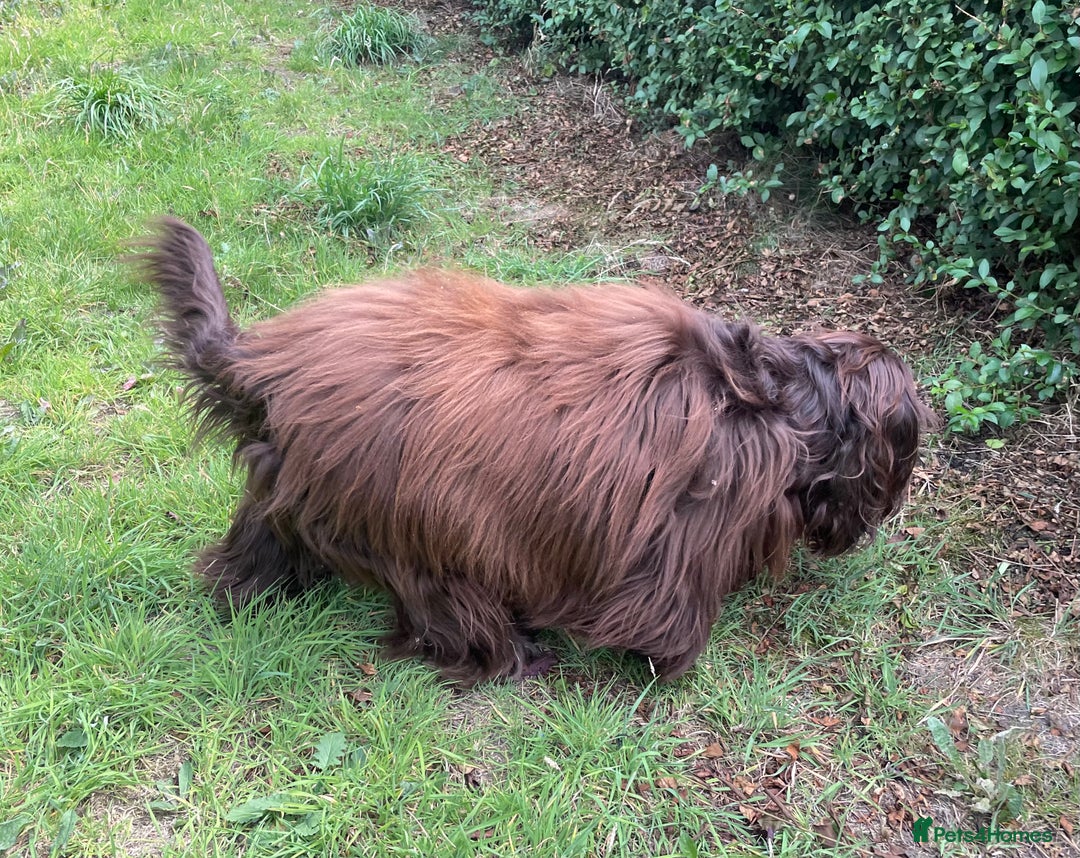 Sprocker dogs for stud: Dexter Sprocker - Image 16