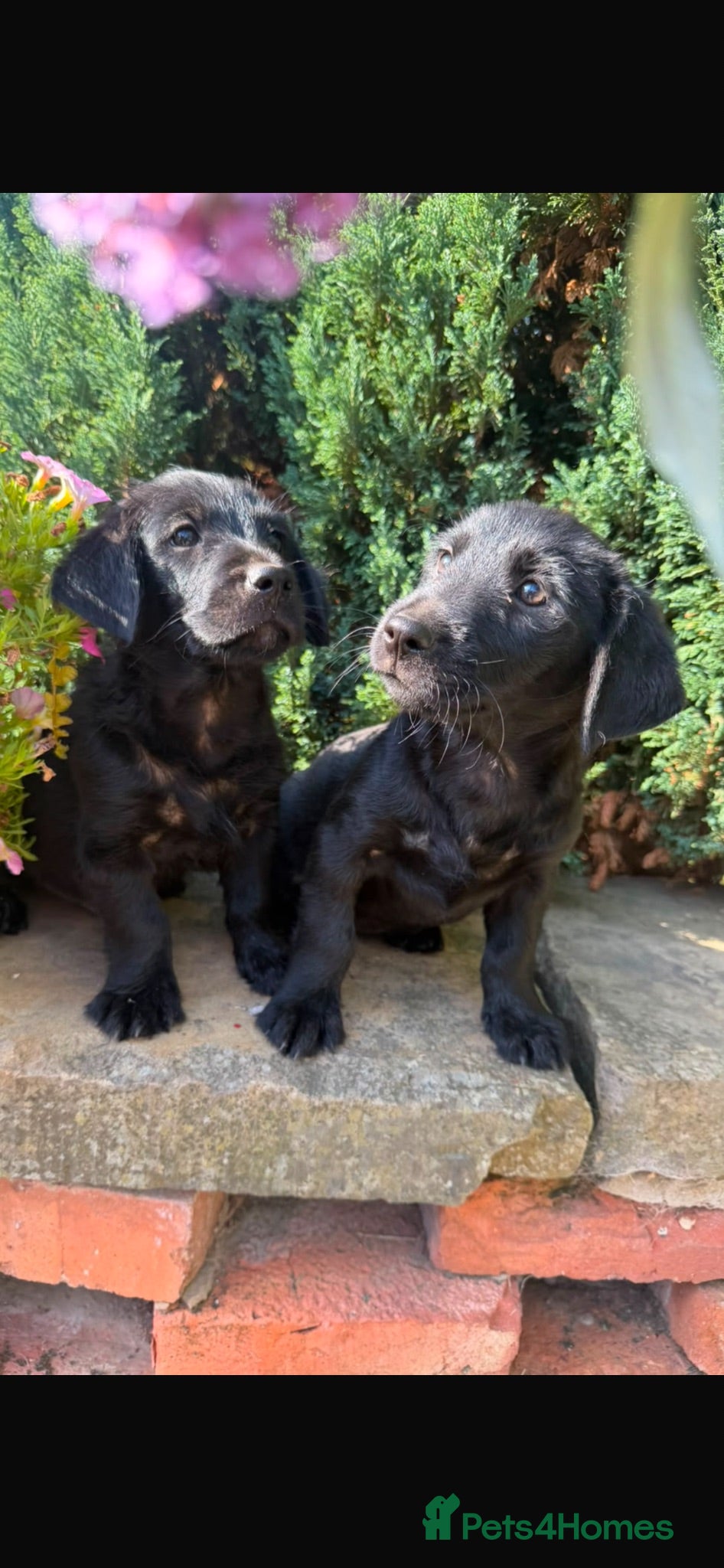 Mixed Breed dogs Jack russel terrier x shorkie puppies  - Advert 1