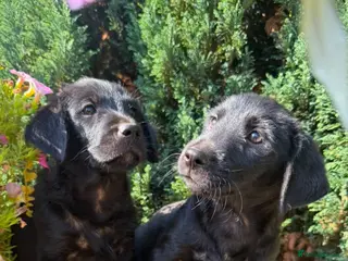 Mixed Breed dogs Jack russel terrier x shorkie puppies - Advert 1