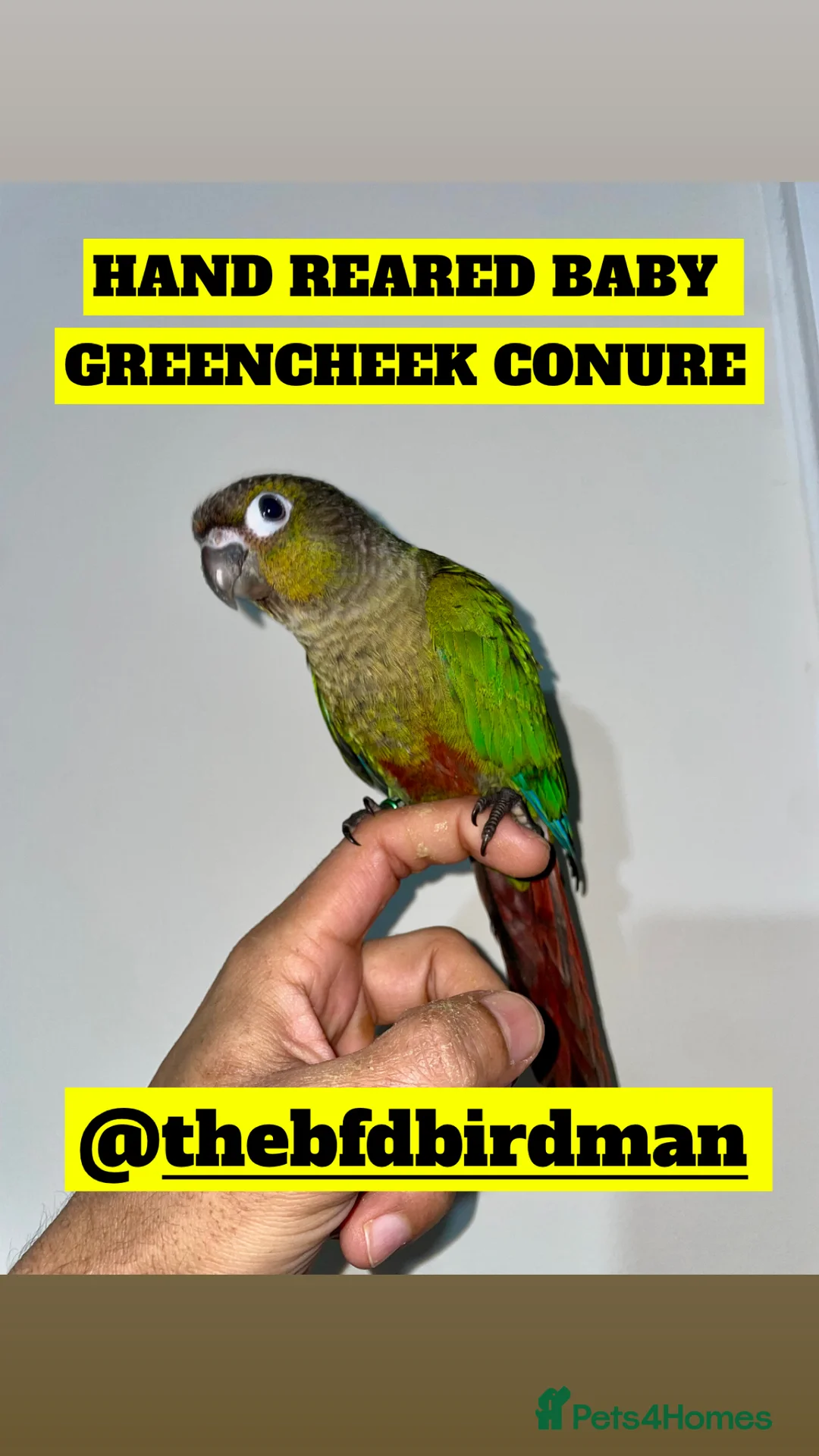 Conures birds for sale: 100% SILLY TAME HAND REARED BABY CONURES - Advert 12