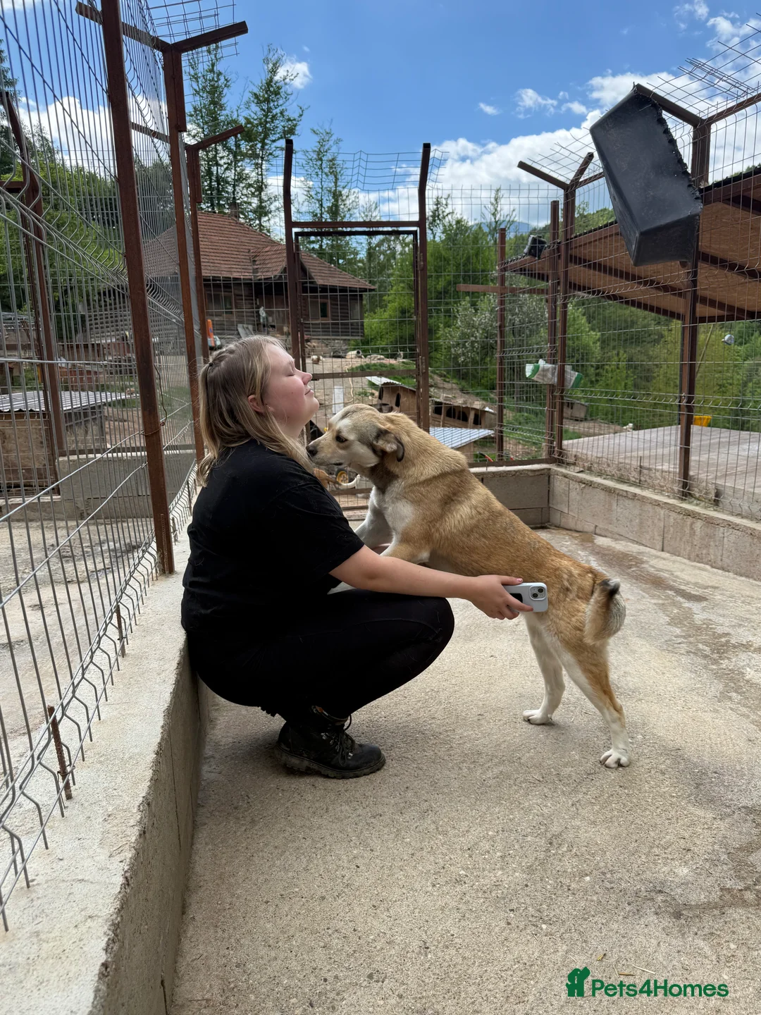 Mixed Breed dogs for adoption: Eska is looking for a home with another dog  in Brighton - Advert 6