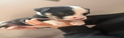 Mixed Breed dogs for sale: 🐾BULLDOG X BORDER COLLIE PUPPIES - Advert 39