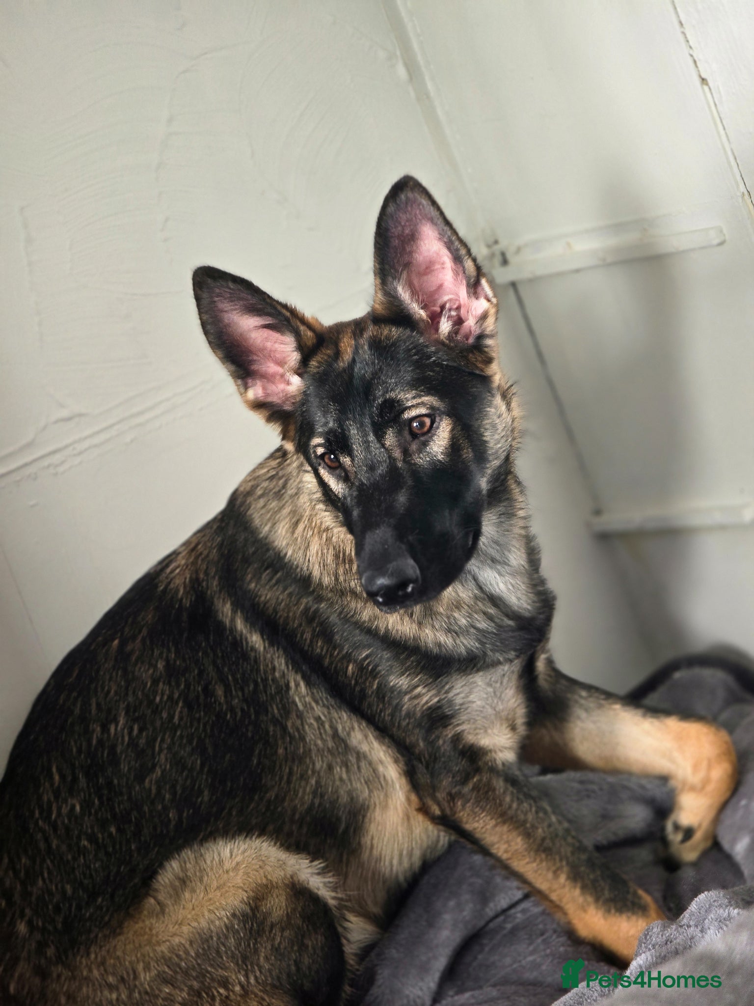 German Shepherd dogs German shepherd - Advert 10