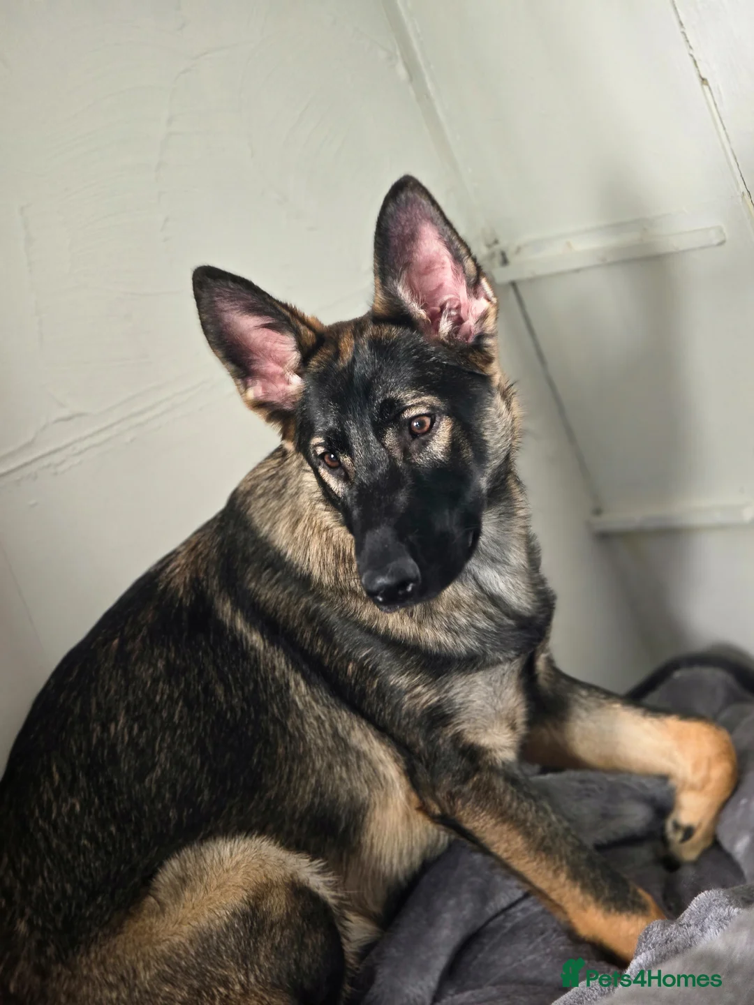 German Shepherd dogs for sale: German shepherd - Advert 1