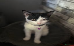 Mixed Breed cats for sale: Kiara    ( f r e e to a good home ) - Image 2