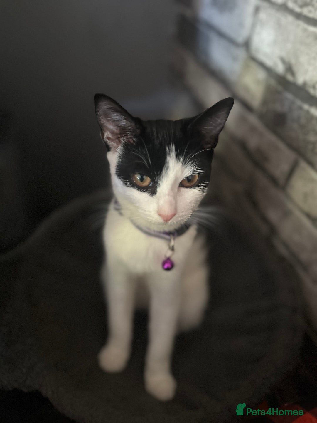 Mixed Breed cats for sale: Kiara    ( f r e e to a good home ) - Image 2