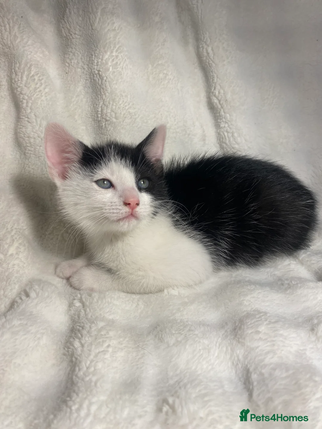 Mixed Breed cats for sale: Adorable Kitten Awaiting His Forever Home🏡 - Advert 2