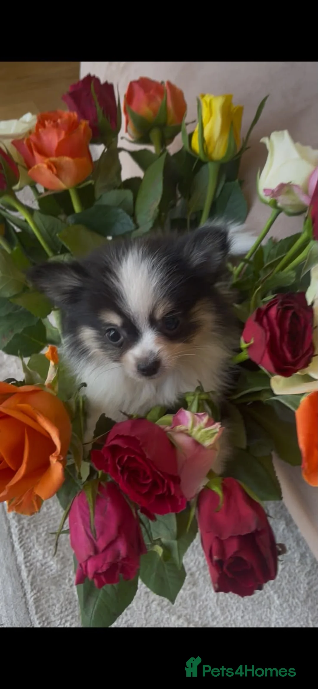 Pomchi dogs for sale: Mini chihuahua x Pomeranian  - Advert 2
