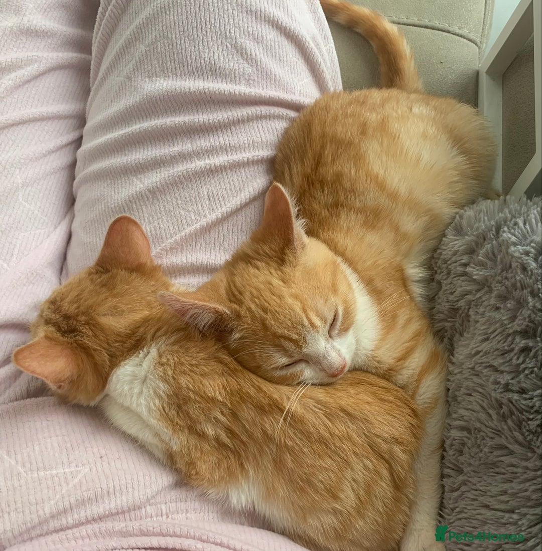 Domestic Shorthair cats for sale: Stunning Ginger Girl & Boy Kitten ready now - Image 12