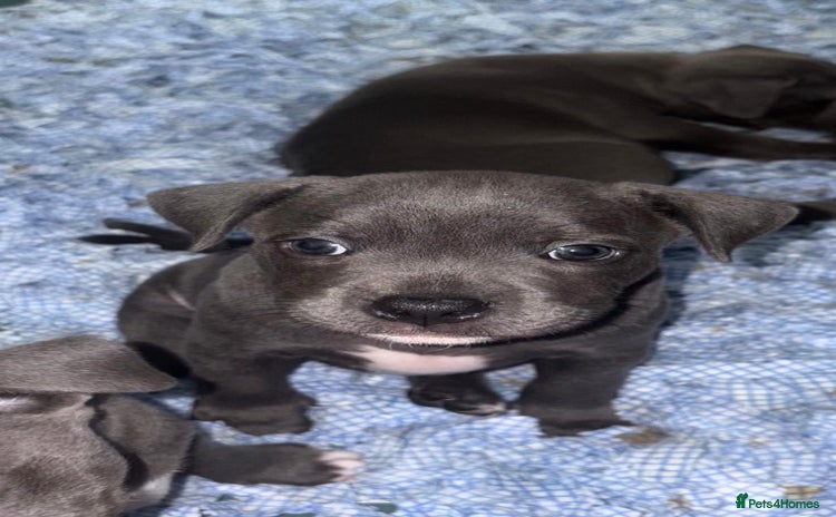 Staffordshire Bull Terrier dogs - Advert 4