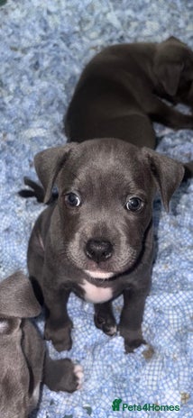 Staffordshire Bull Terrier dogs - Advert 4