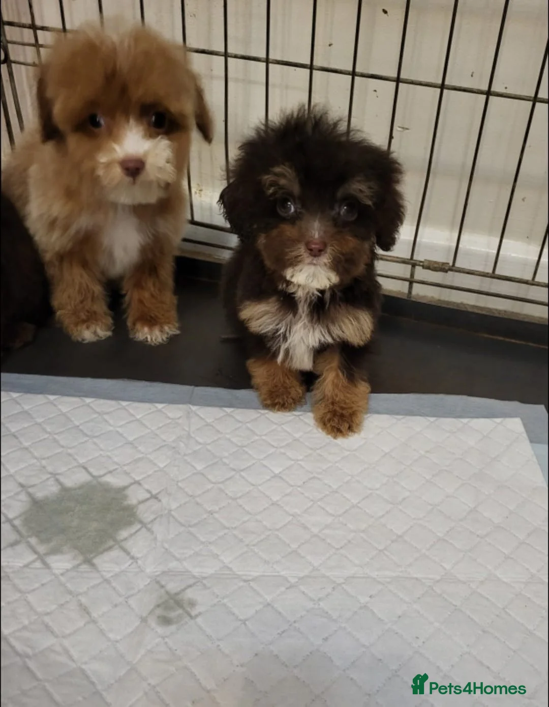 Cavapoo dogs for sale: 4 beautiful fb1 cavapoo puppies for sale!!  - Advert 6