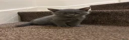 Russian Blue cats for sale: 8 month old beautiful blue russian kitten in Sheffield - Advert 5