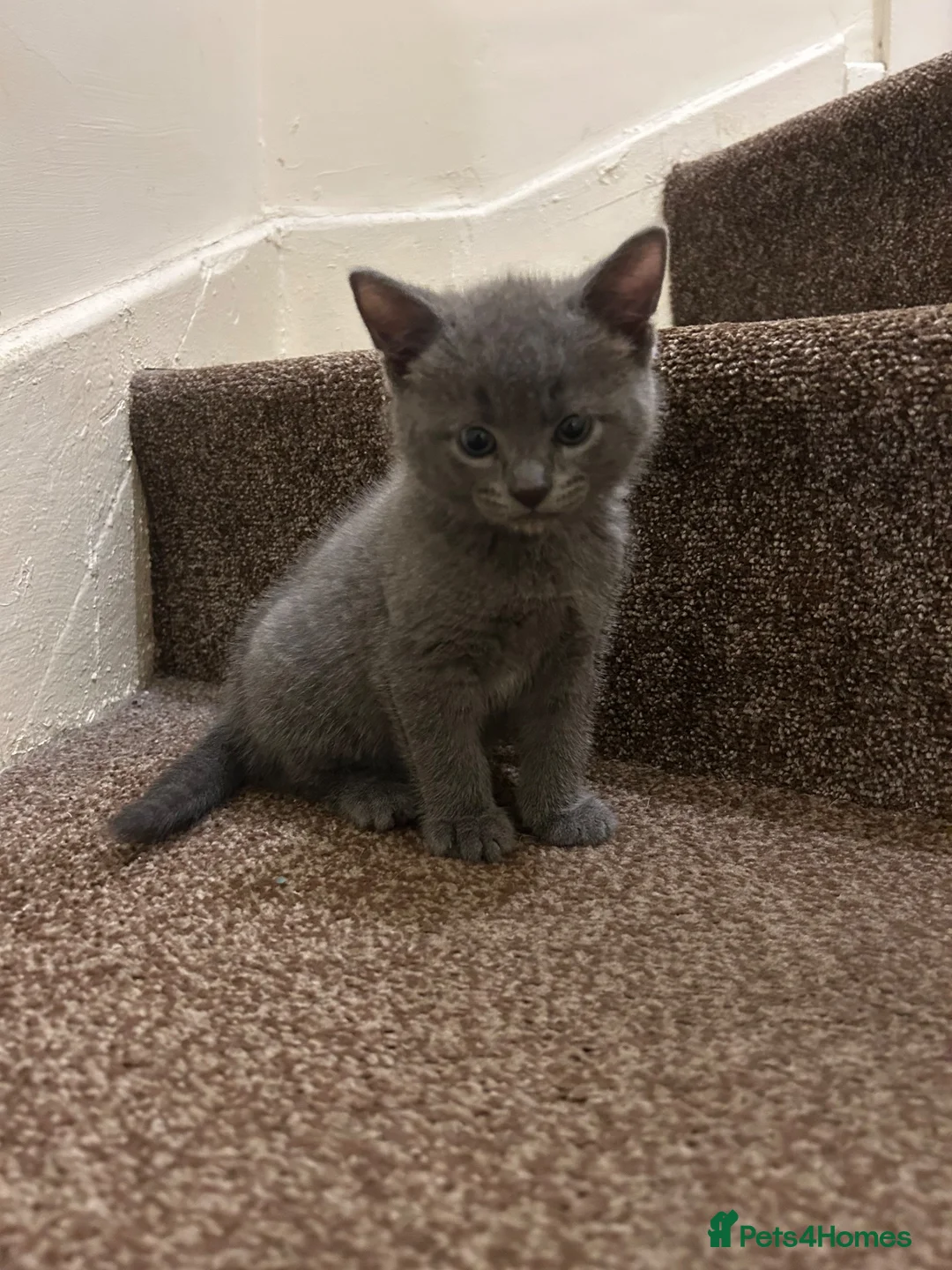 Russian Blue cats for sale: 8 month old beautiful blue russian kitten in Sheffield - Advert 5