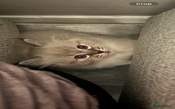 Siberian cats for sale: Two gorgeous Siberian kittens  - Image 6