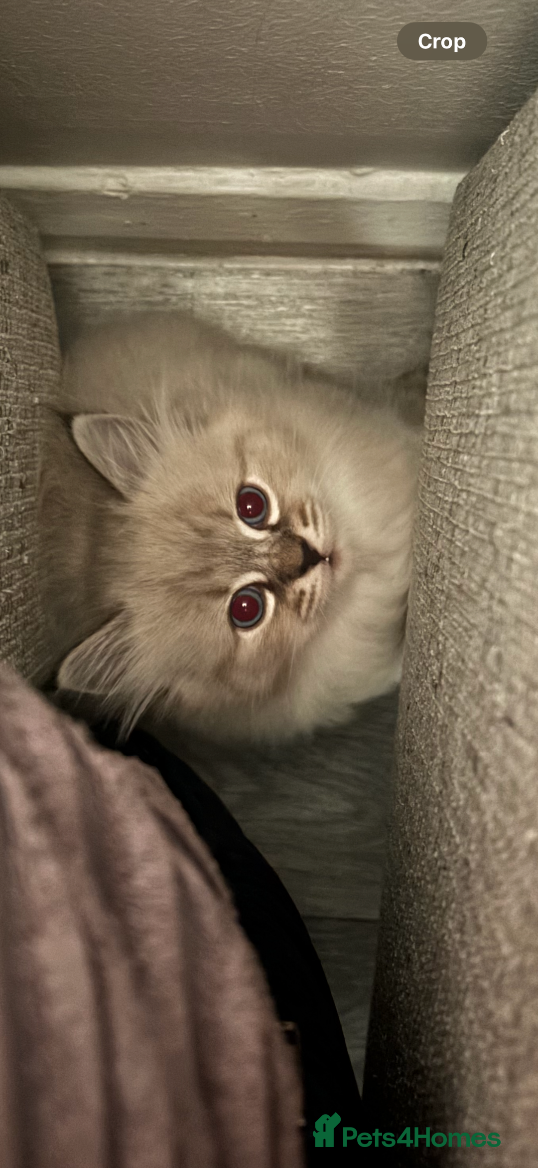 Siberian cats for sale: Two gorgeous Siberian kittens  - Image 6
