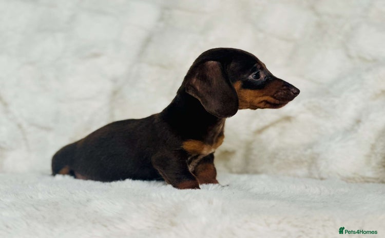 Miniature Dachshund dogs - Advert 1