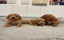 Cockapoo dogs for sale: Beautiful pra clear cockapoo puppy’s  - Image 17