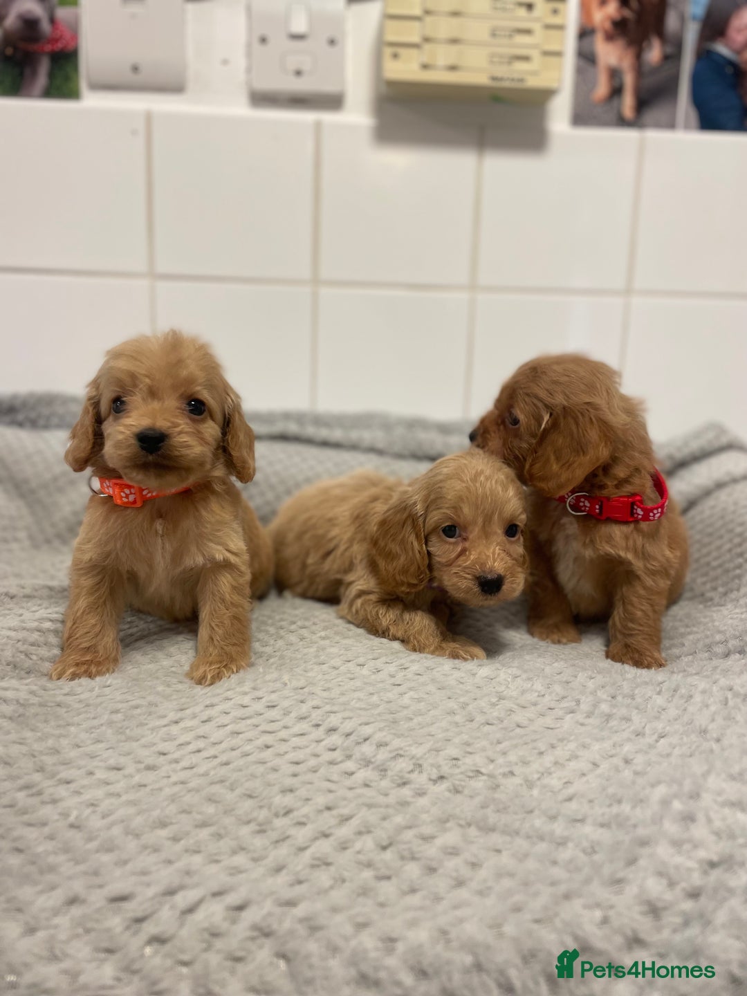 Cockapoo dogs for sale: Beautiful pra clear cockapoo puppy’s  - Image 17