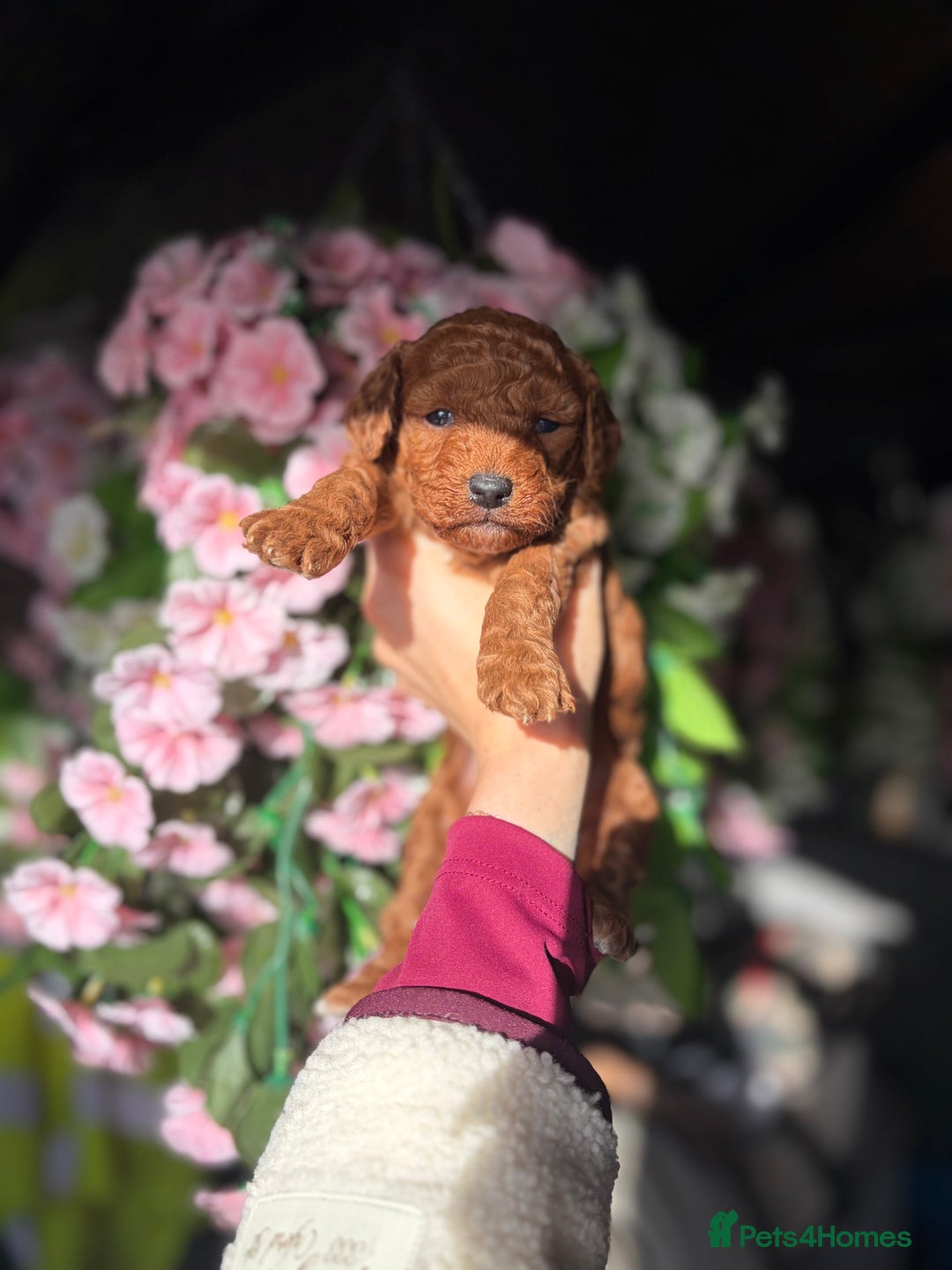 Cockapoo dogs for sale: 3 teddy bear F2 Cockapoo girls available  - Advert 4