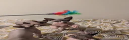 Sphynx cats for sale: *PEDIGREE SPHYNX* TICA REGISTERED *DNA HCM4 CLEAR* - Advert 32