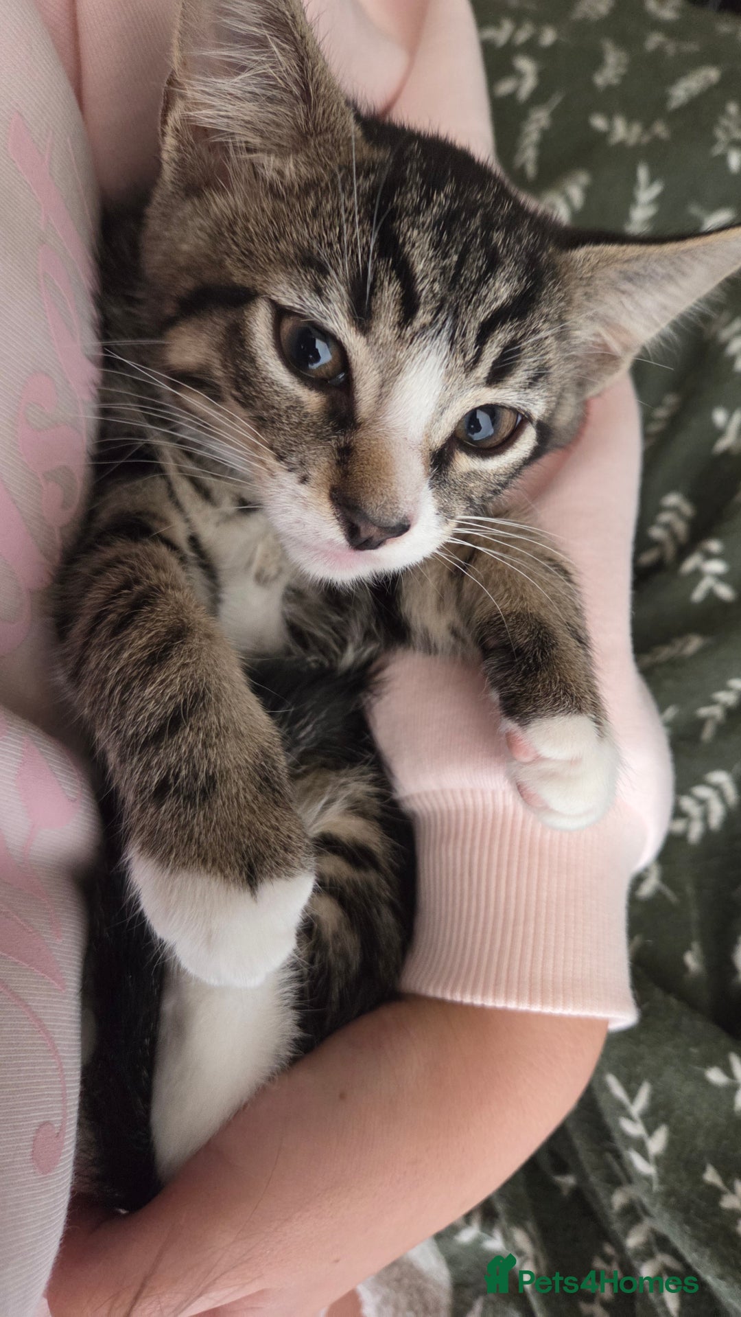 European cats for sale: 6 Kittens ready to find their new homes!! - Image 11