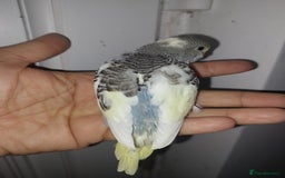 Budgerigars birds for sale: Hand reared super tame budgies chick - Image 8