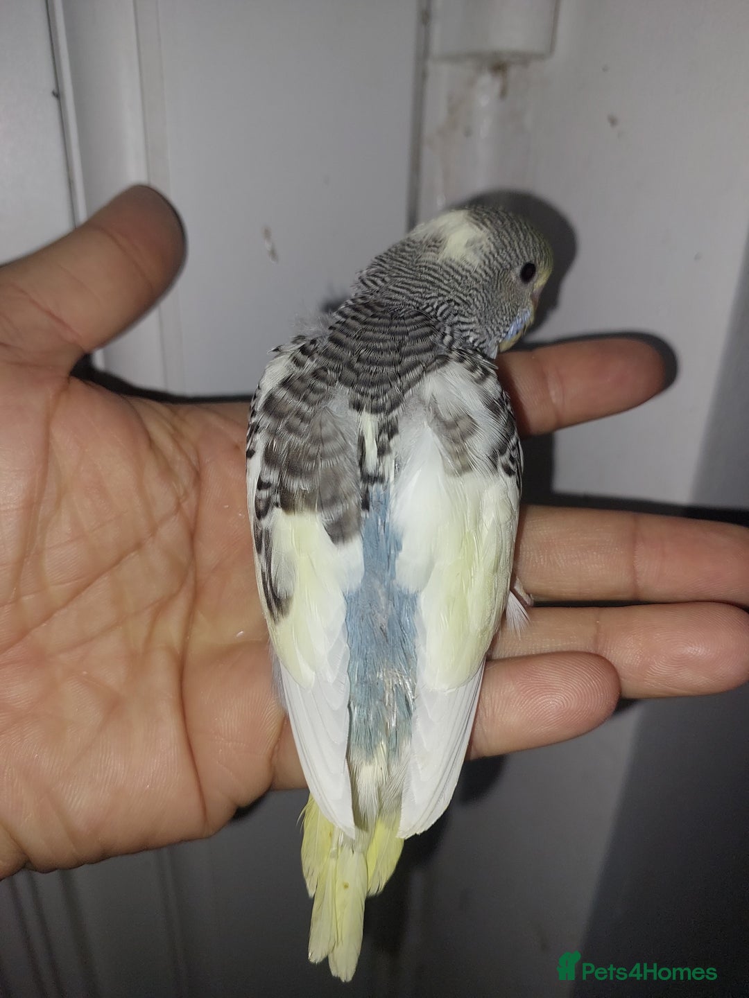 Budgerigars birds for sale: Hand reared super tame budgies chick - Image 8