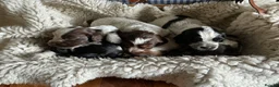 Cocker Spaniel dogs for sale: KC reg Cocker Spaniel puppies - Advert 8