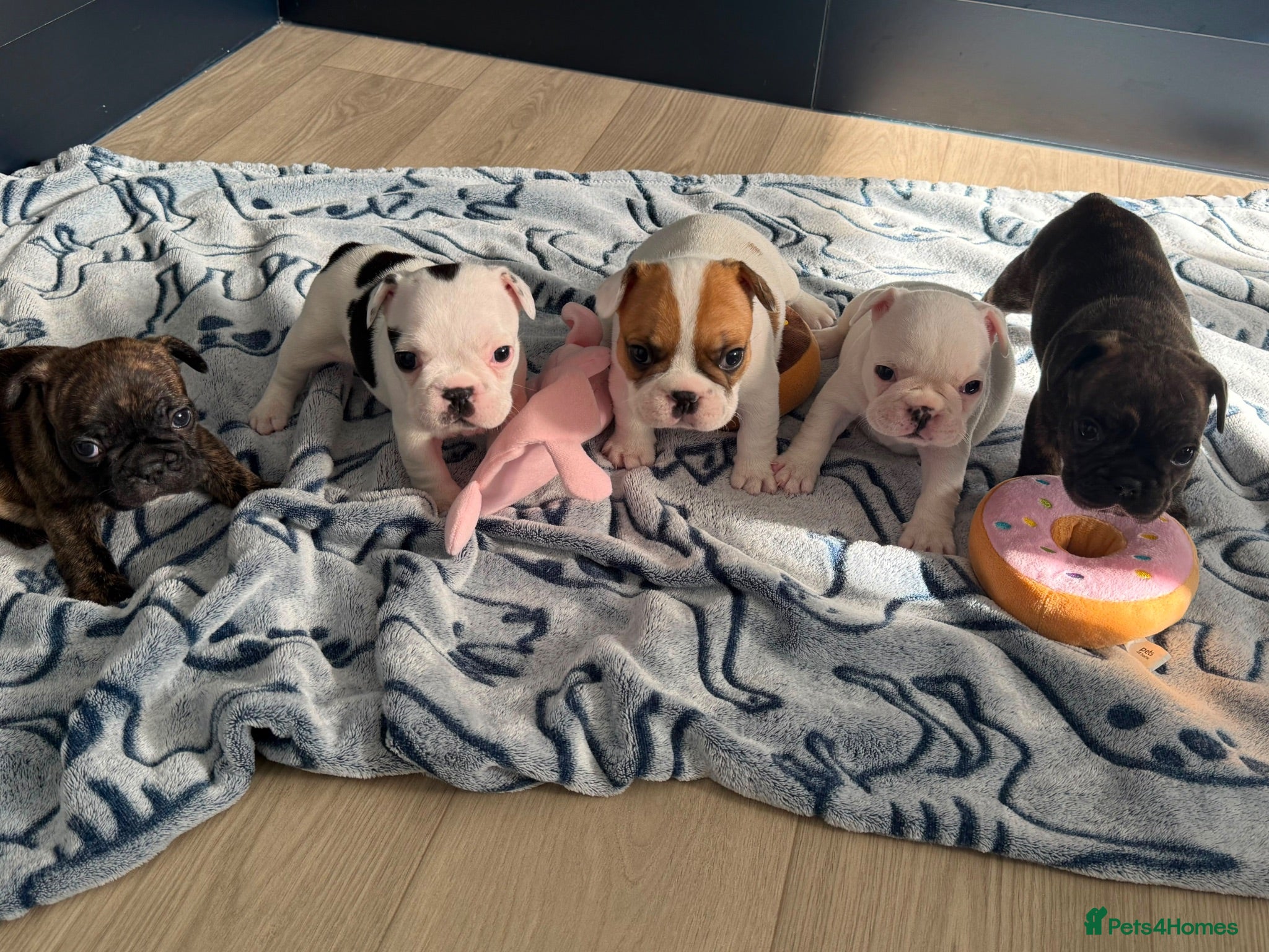French Bulldog dogs Beautiful Litter of French Bulldogs  - Advert 2