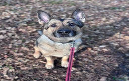 German Shepherd dogs for sale: Rehome a Beautiful German Shepherd - Image 6