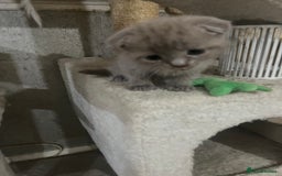 Scottish Fold cats for sale: Scottish fold kittens for sale  - Image 28
