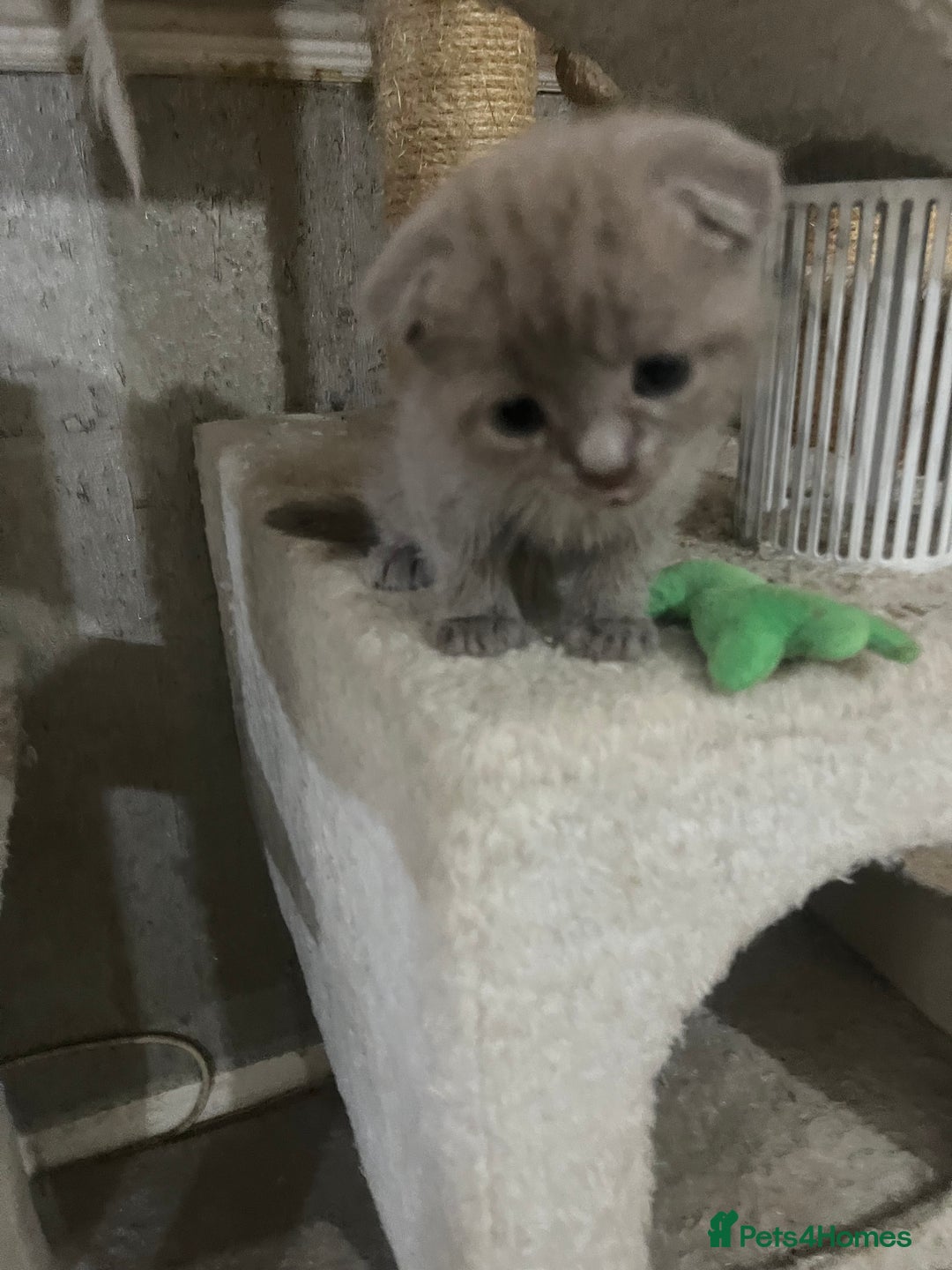 Scottish Fold cats for sale: Scottish fold kittens for sale  - Image 28