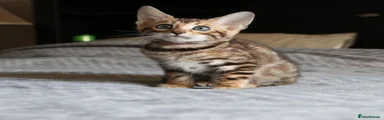 Bengal 2