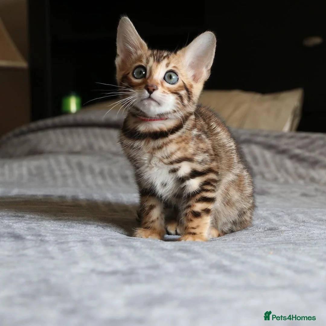 Bengal cats for sale: Bengal kittens for sale Birmingham in Birmingham - Advert 2