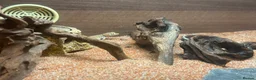 Gecko reptiles for sale: Stenodactylus x4  - Advert 3