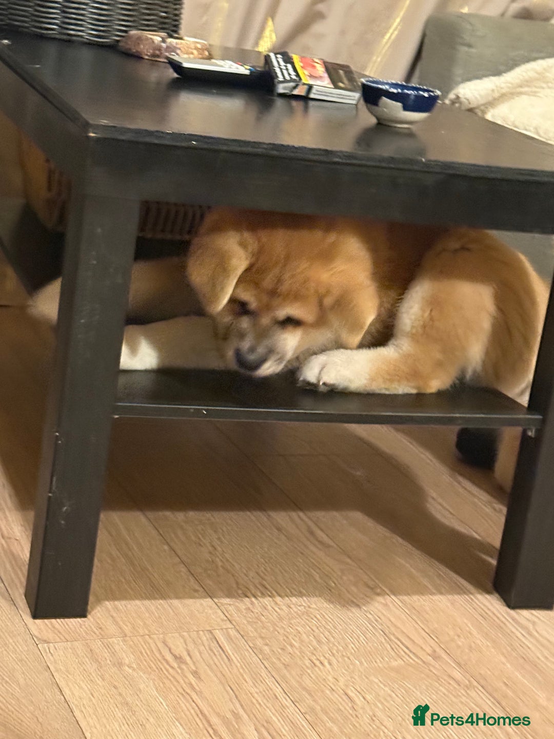 Akita dogs for sale: Akita puppy - Advert 15