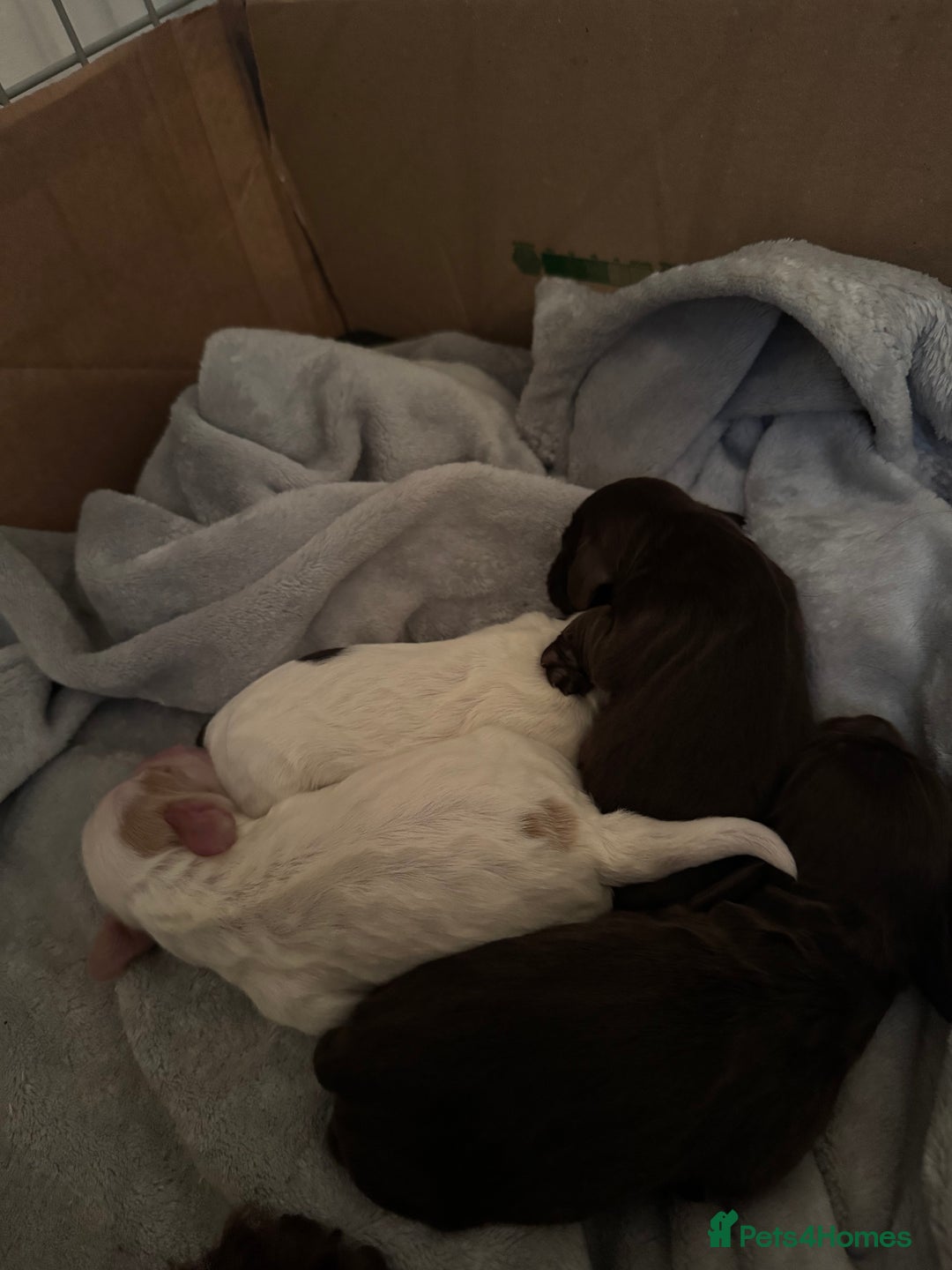 Cocker Spaniel dogs for sale: Beautiful Female Working Cocker Spaniels - Advert 8