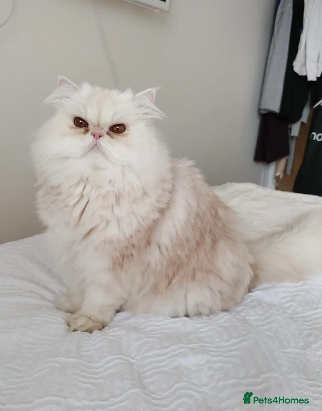 Persian cats for sale: GCCF 4-Year-Old Male Persian Cat - Neutered in London - Advert 3